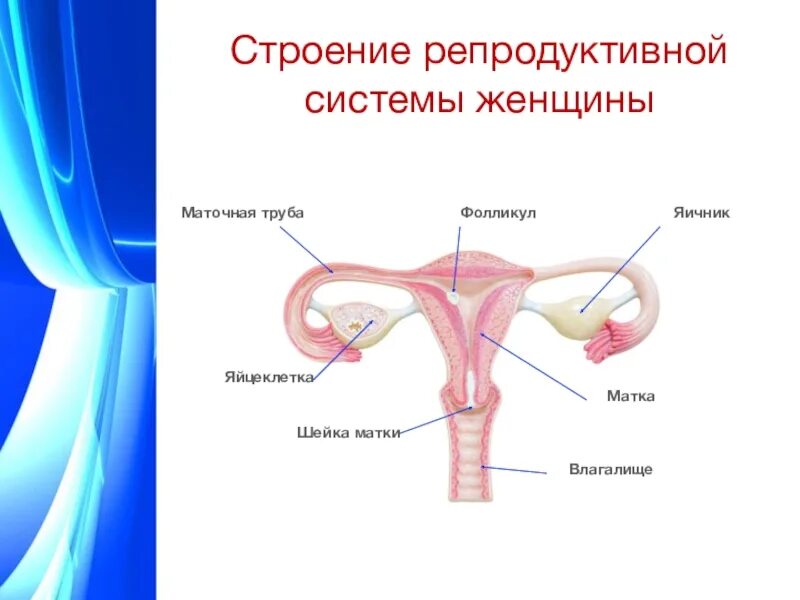 Строение и функции женских органов. Структура женской репродуктивной системы. Строение и функции женской репродуктивной системы. Строение продуктивной системы. Анатомия женской репродуктивной системы женщины.