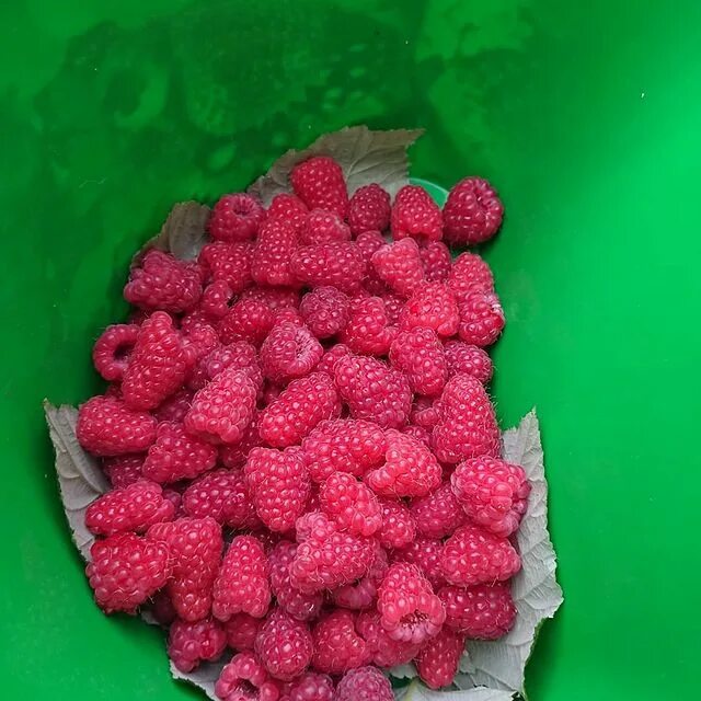 упаковка для ягод малины. коробочка малины. пластмассовые ящики для малины. коробка с малиной. малина грисс.