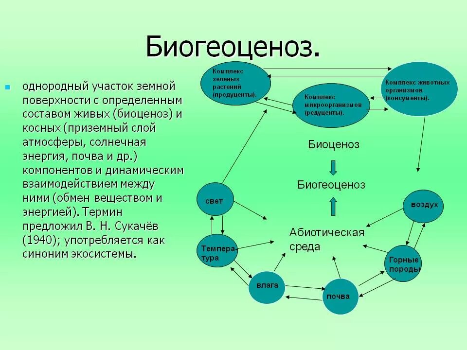 Определи живой компонент. Структура биогеоценоза и схема взаимодействия между компонентами. Биогеоценоз. Взаимосвязи в экосистеме. Элементы биогеоценоза.