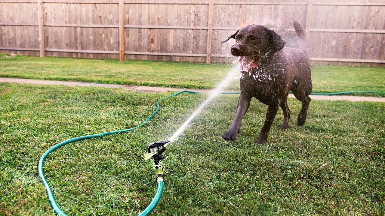 Шланг для воды. Собака моется. Пес на даче. Окатил из шланга. Собака и шланг.
