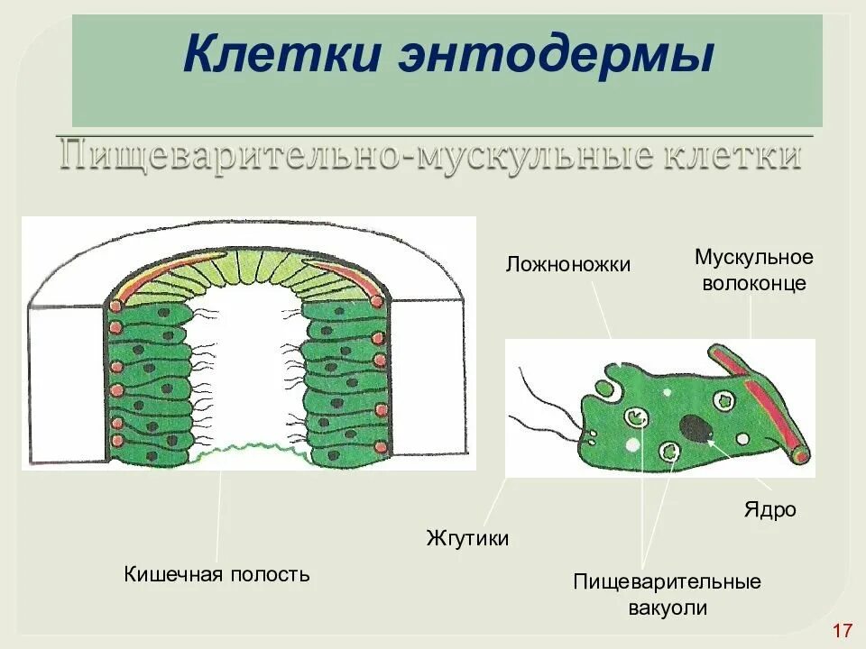 Энтодерма эктодерма рисунок. Клетки энтодермы. железистая клетка энтодермы. строение энтодермы. энтодерма внутренний слой.