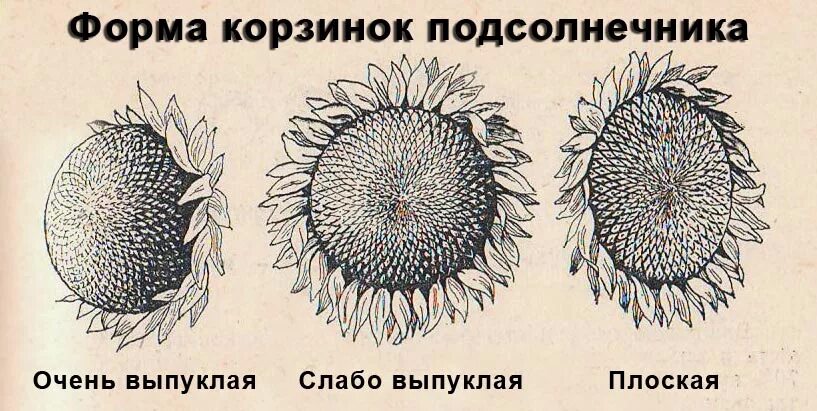 Подсолнечник вид соцветия. Строение соцветия подсолнечника. Строение подсолнечника биология. Диаграмма подсолнечника однолетнего. Семечка подсолнуха строение.