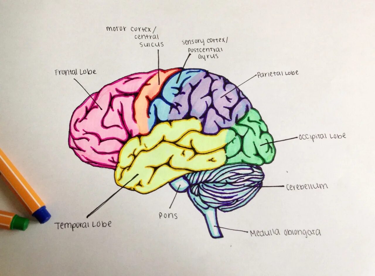 Brain 28. Головной мозг. Строение мозга. Схема головного мозга человека. Нейробиология мозга.