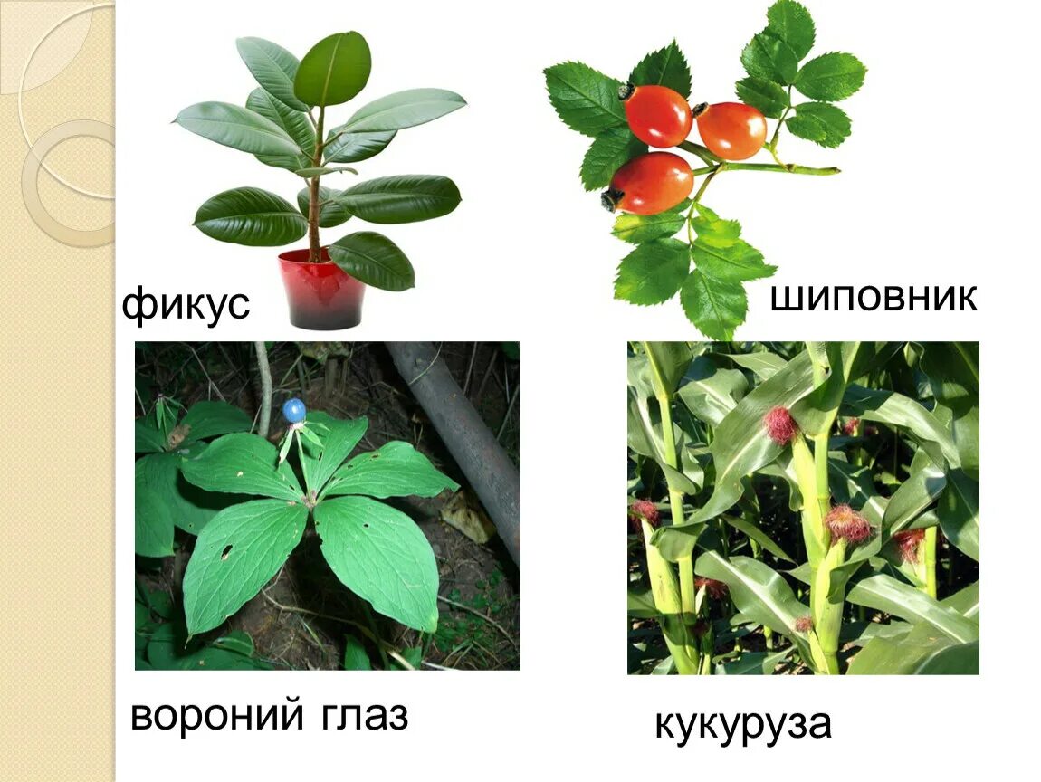 Какие отношения складываются между сосной и шиповником. Покрытосеменные растения фикус. Фикус с ягодками как называется. Покрытосеменные растения сосна шиповник. Фикус презентация по биологии.