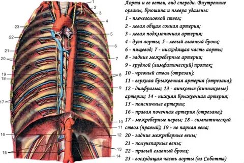 Грудная аорта на латинском