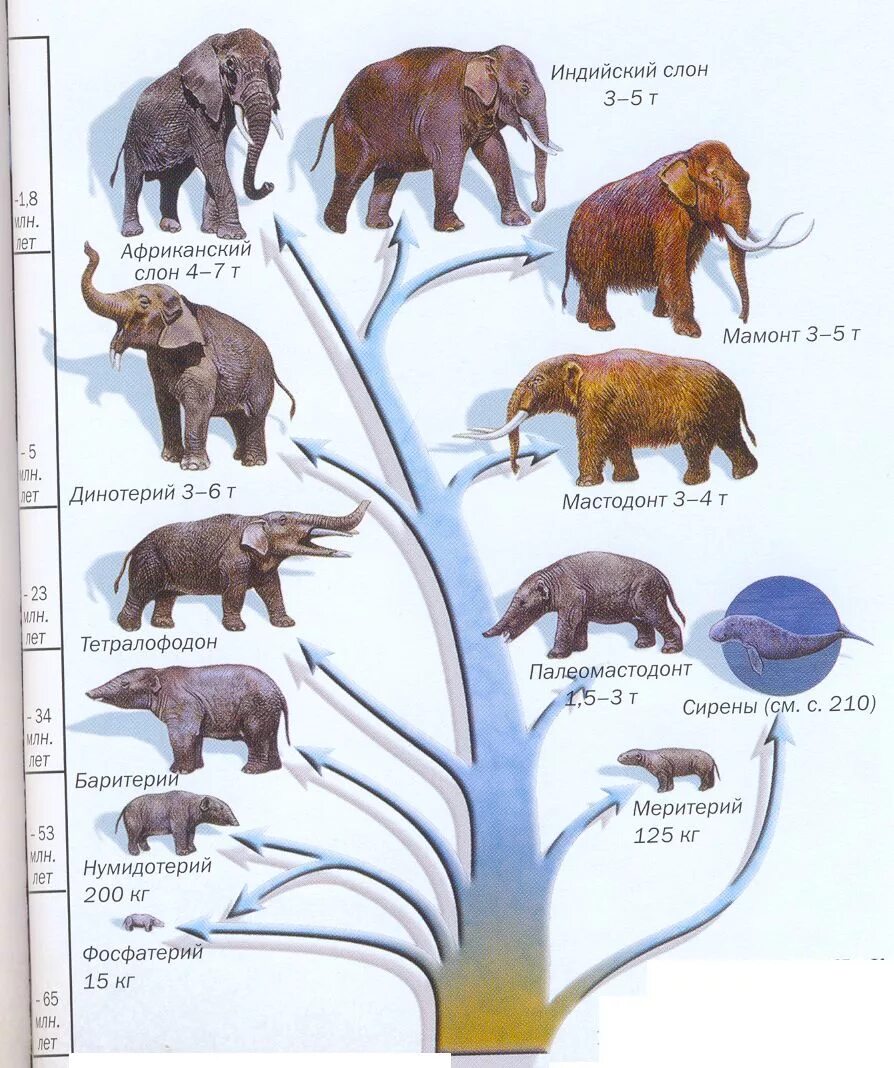 Филогенез примеры. Филетическая Эволюция хоботных. Эволюция хоботных млекопитающих. Филогенетический ряд хоботных. Эволюция слонов.