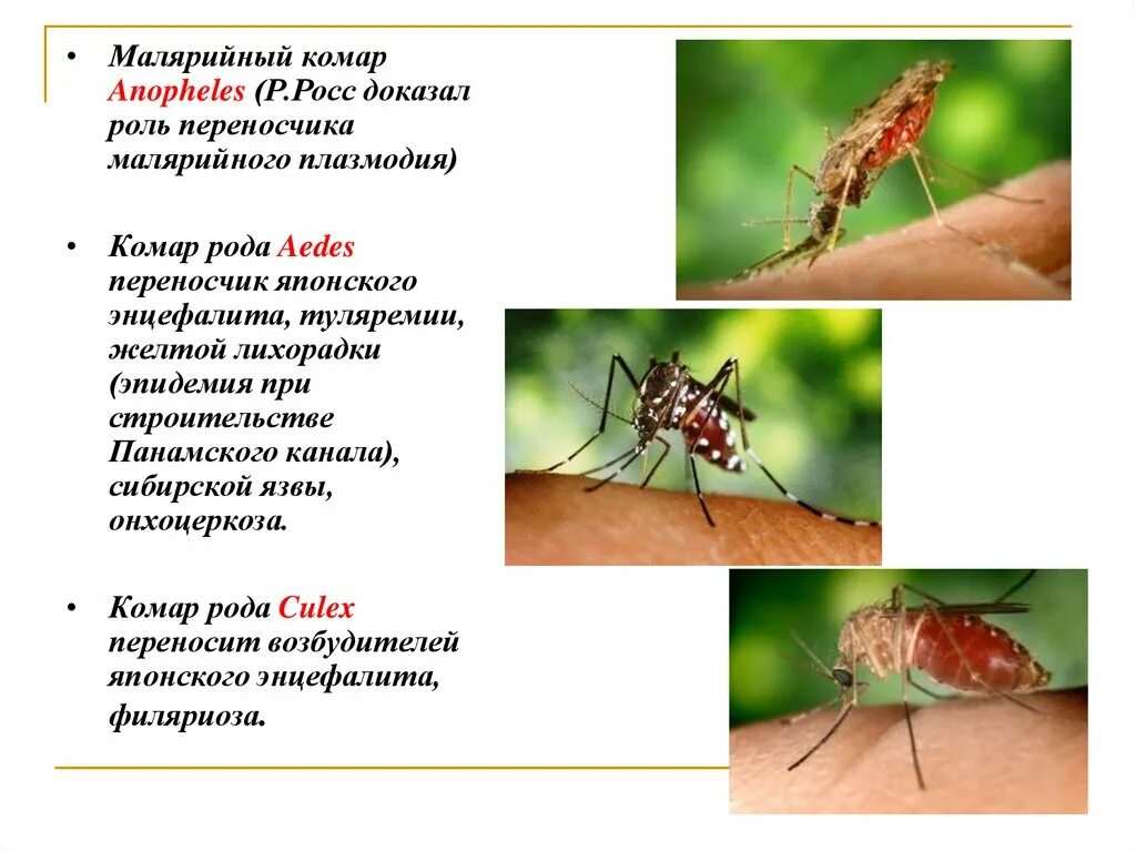 Комары переносчики болезней. Малярийный комар Тип. Малярийный комар анофелес. Малярийный комар морфология. Комар анофелес переносчик.