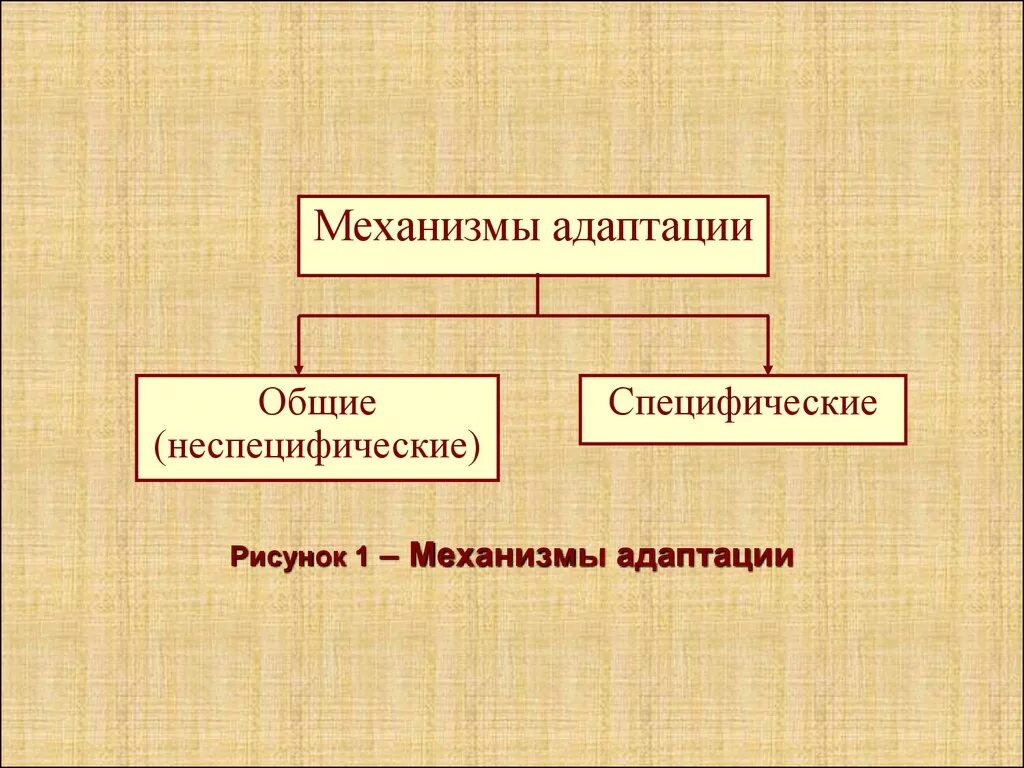 Механизмы адаптации. Общие механизмы адаптации. Специфические механизмы адаптации. Механизмы адаптации физиология.