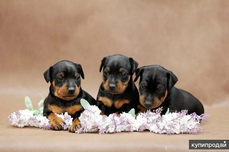 Pincher Köpek Özellikleri Nelerdir? Yavru Minyatür Pinscher (M,n Pin) Cinsi Hakk