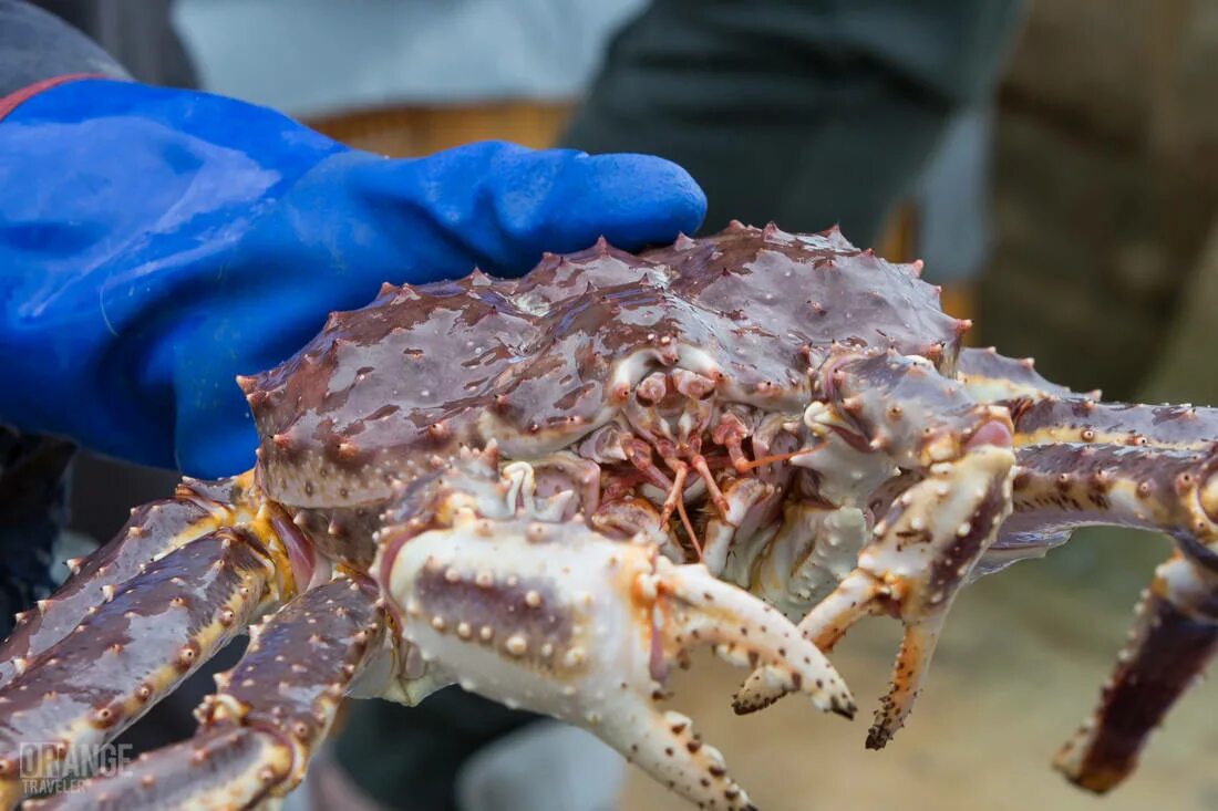 Королевский краб Охотское море. Дальневосточный Королевский краб. Камчатский краб Дальневосточный морской заповедник морские Ежи. Камчатский краб Сахалин. Виды дальневосточных крабов