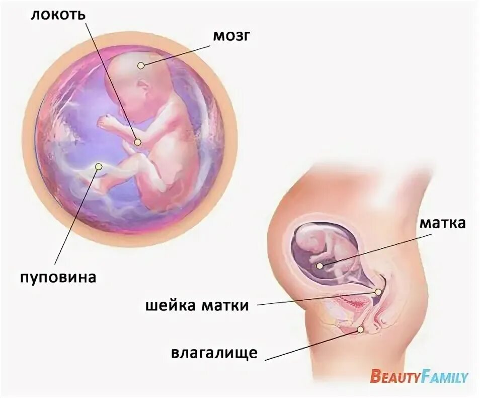 Мозг 20 недель