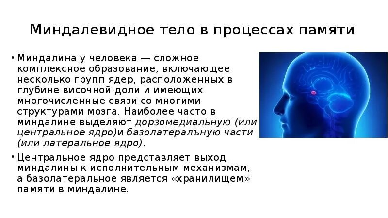 Основой кратковременной памяти является