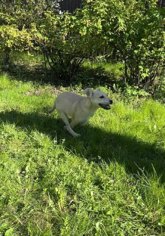 как выглядит собака анатольевна. дорога домой муром. загон для лошадей. муром дорога домой волонтерское. конь за 10 миллионов.