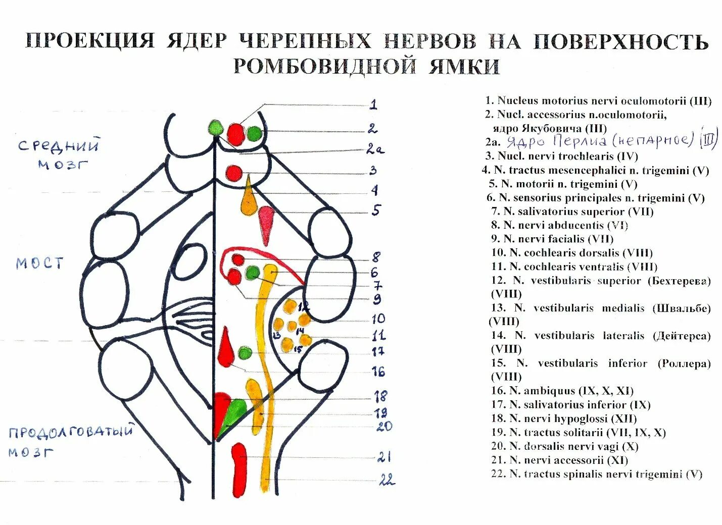 Проекция ядер на ромбовидную. Ромбовидная ямка ядра черепных нервов. проекция ядер черепных нервов на ромбовидную ямку схема. ядра ромбовидной ямки схема. проекция ядер на ромбовидную ямку схема.