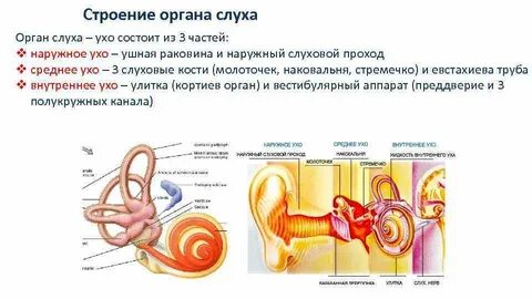 Где находится орган слуха