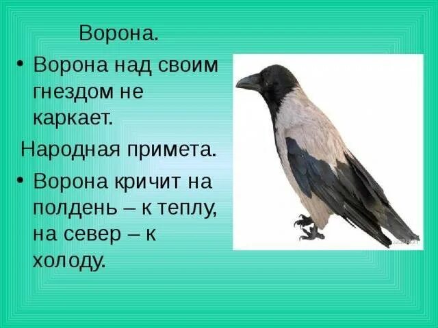 Ворона каркает примета. Ворон каркает примета. Народные приметы про ворон. Вороны приметы. Почему вороны каркают ночью