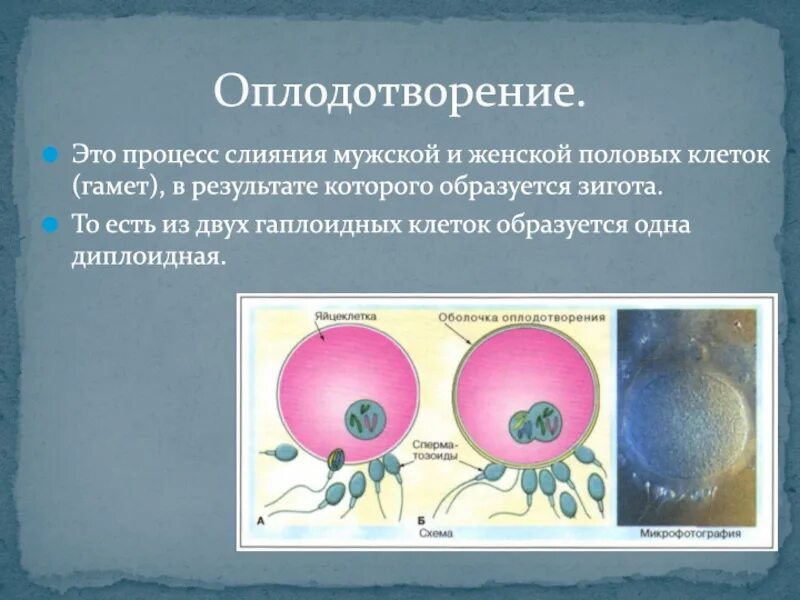 В результате слияния гамет происходит. Фолликулы зигота. Гаметы зигота оплодотворение. Оплодотворение это процесс слияния. Оплодотворение это процесс слияния мужской и женской.