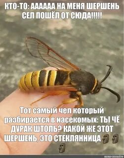 Умирает ли шершень