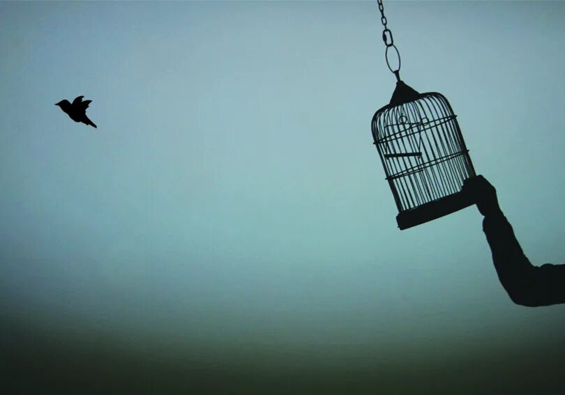 Я на волю как из клетки. Птица вылетает из клетки. Птица улетает из клетки. Выпустить птицу из клетки.