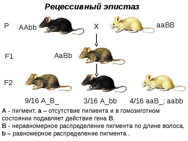 Рецессивный эпистаз примеры. Рецессивный эпистаз у мышей. Эпистаз схема скрещивания. Эпистаз генетика. Селекционер скрестил самку чистой линии мыши черного