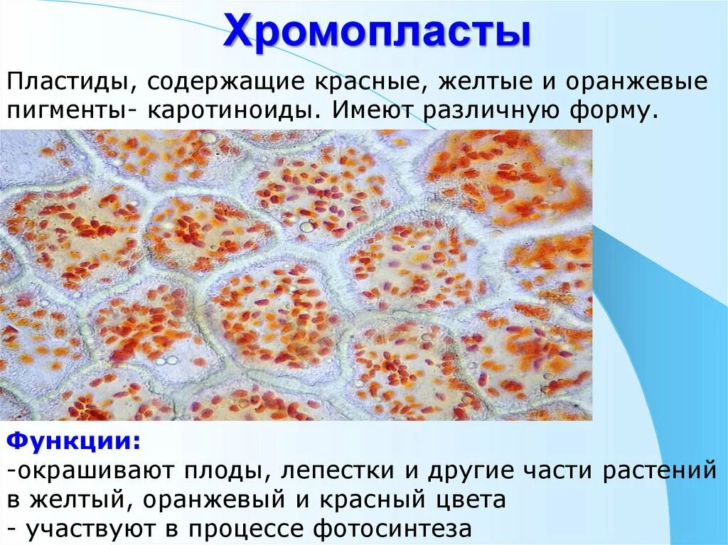 Клетка мякоти рябины. Хромопласты растительной клетки. Строение хромопласта томата. Хромопласты строение. Пластиды хромопласты строение.