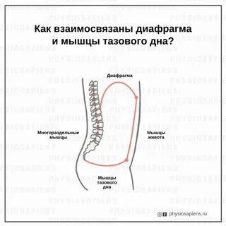 Диафрагма относится к мышцам живота