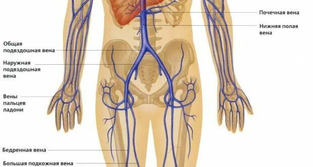 Нижняя полая Вена и подвздошная Вена. Анатомия бедренной вены. Бедренная Вена анатомия.