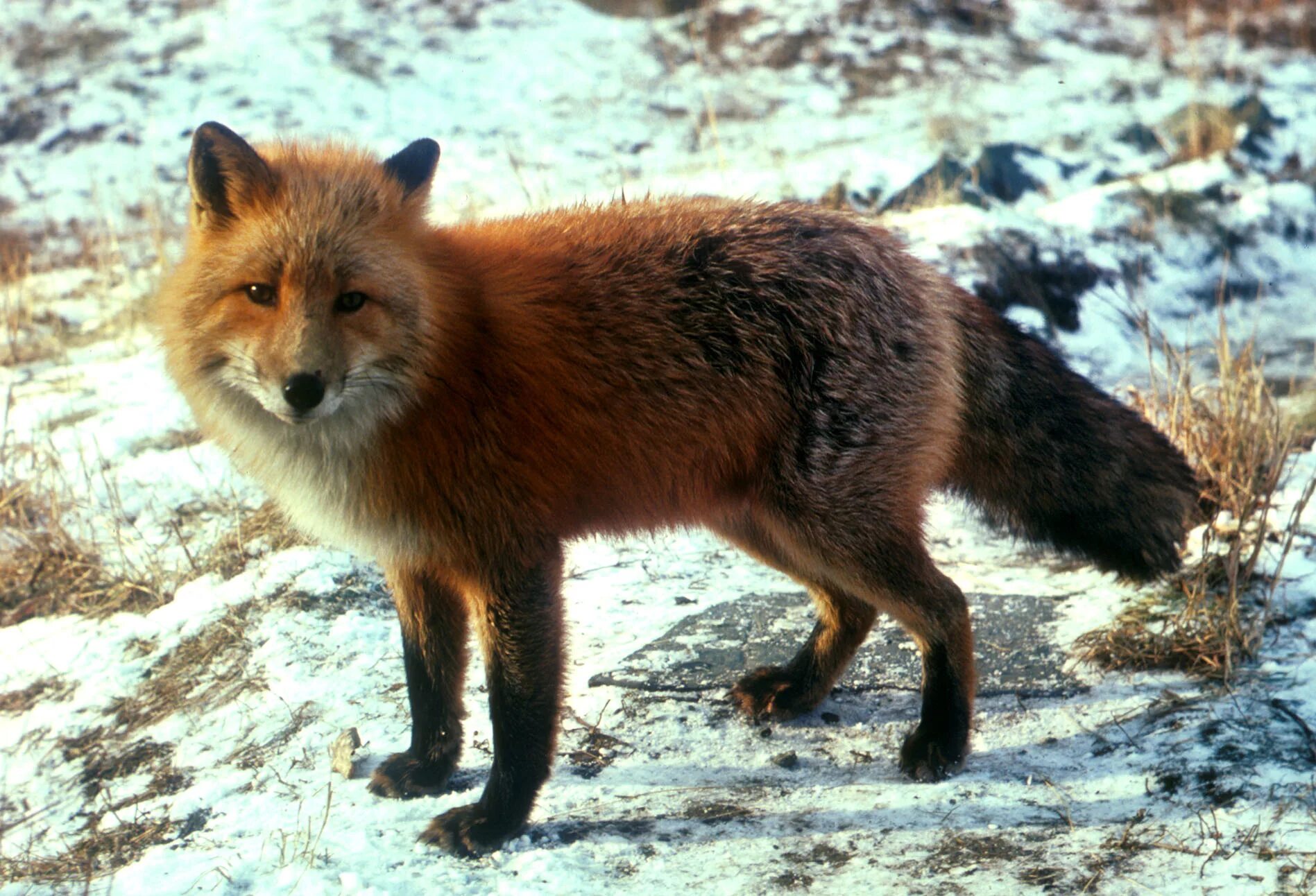 Обыкновенная лисица (Vulpes Vulpes). Лиса чернобурка. Краснокнижная лиса. Лиса в Татарстане. P fox