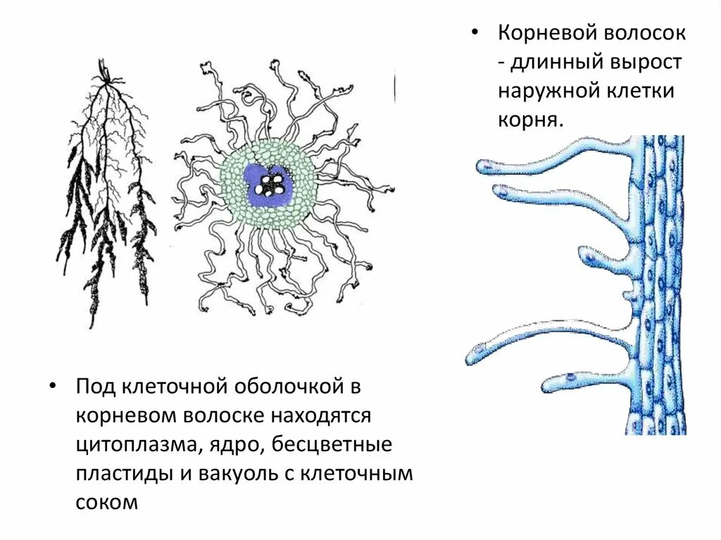 Клетка корневого волоска рисунок. Схема строения корневого волоска. Вырост наружной клетки корня. Длинный вырост наружной клетки корня называется.