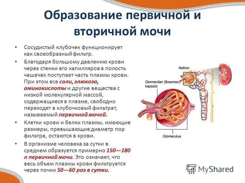 Механизм образования и состав первичной мочи. Первичная и вторичная моча образование. Механизм образования и состав первичной и вторичной мочи .. Строение почек первичная и вторичная моча. Распад мочи