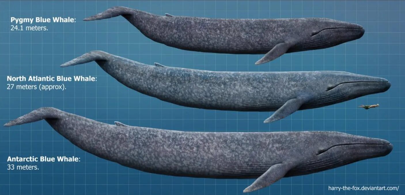 Сколько длиной самый большой кит. Голубой кит Balaenoptera musculus. Синий кит (длина 33 м). Размер кита. Синий кит в сравнении.