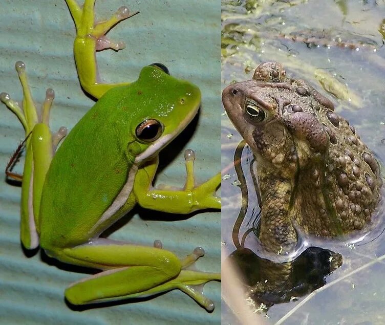 Различие лягушки и рыбы. Frog vs toad. Frog versus toad. Сходство лягушки и Жабы. Сходство и различие лягушки и Жабы.