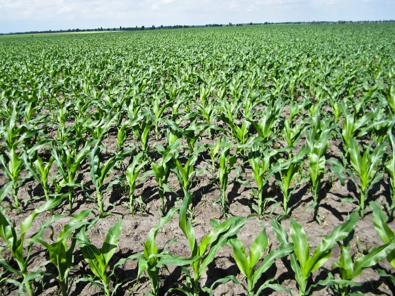 Посев кукурузы. Высев кукурузы. Сеялка прэмиа -303 посев кукурузы. Кукурузная сеялка vaderstad tempo. Агрегат для ухода за посевами кукурузы крк-6.