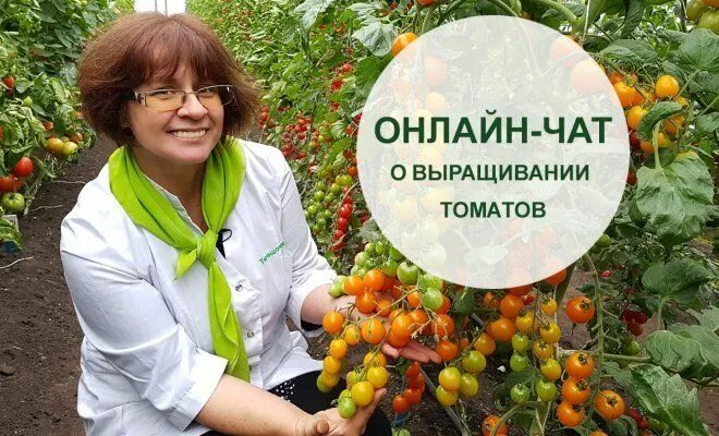 Садовый мир томаты. Мир томата глазами фитопатолога купить. Ягодоводы.