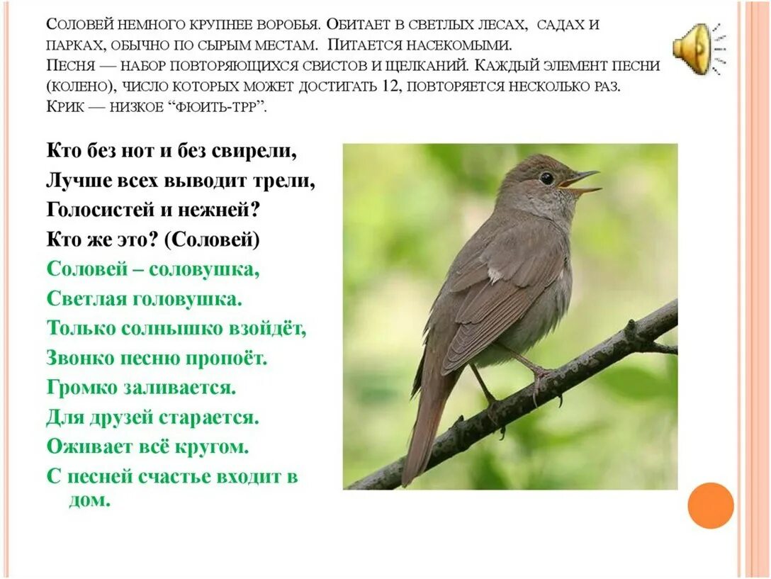 Текст хорошо весной кругом все зелено. Соловей. Соловей птица. Соловьи стих. Соловей для детей.