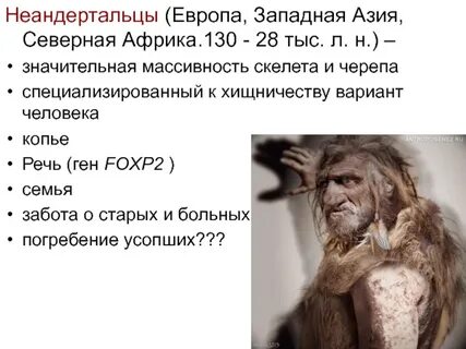 Особенности жизни неандертальцев