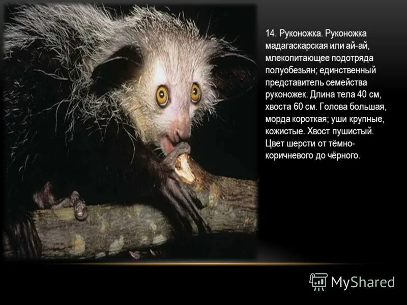 мадагаскарский лемур ареал.