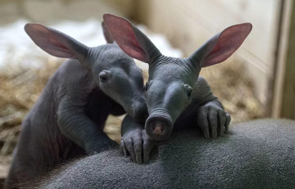 Трехпоясный броненосец. Трубкозуб животное африки. Интересные животные мира. Длиннохвостый панголин. Детеныш броненосца.