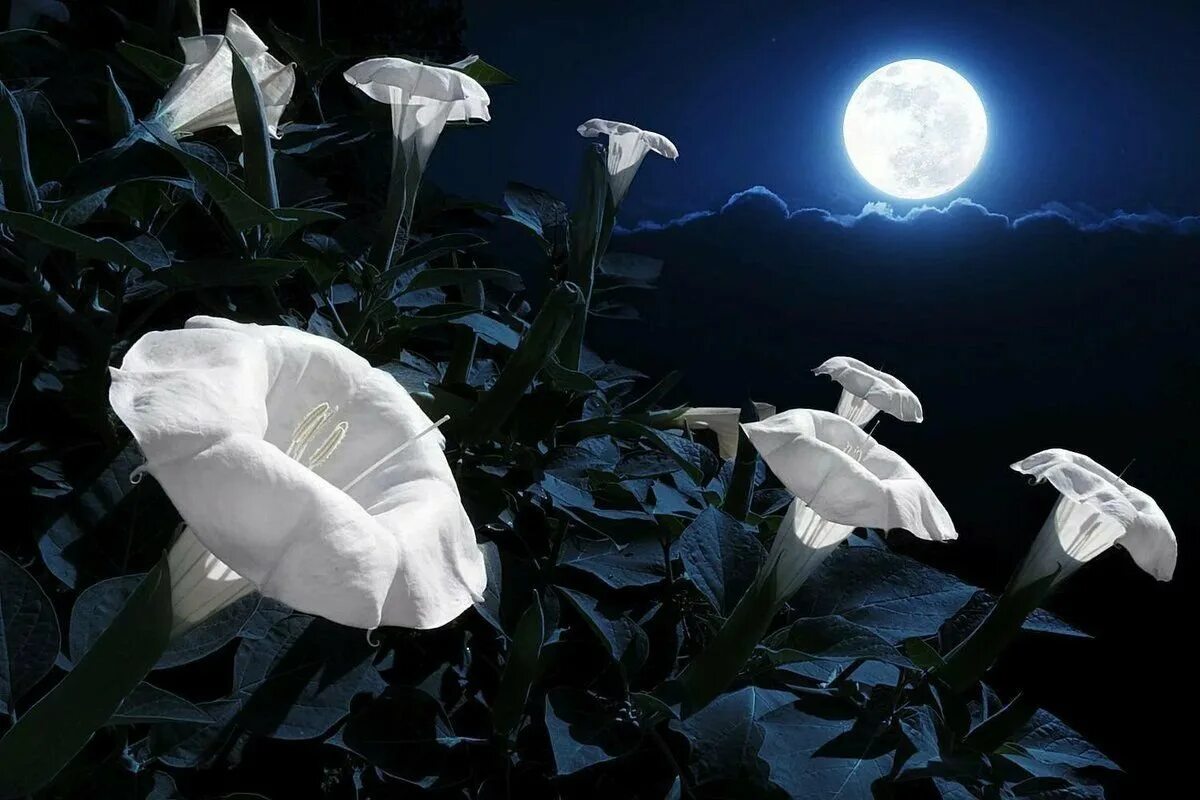 Почему цветочной луны. Луноцвет. Луноцвет растение. Ночной цветок Луноцвет. Луноцвет цветок ночью.
