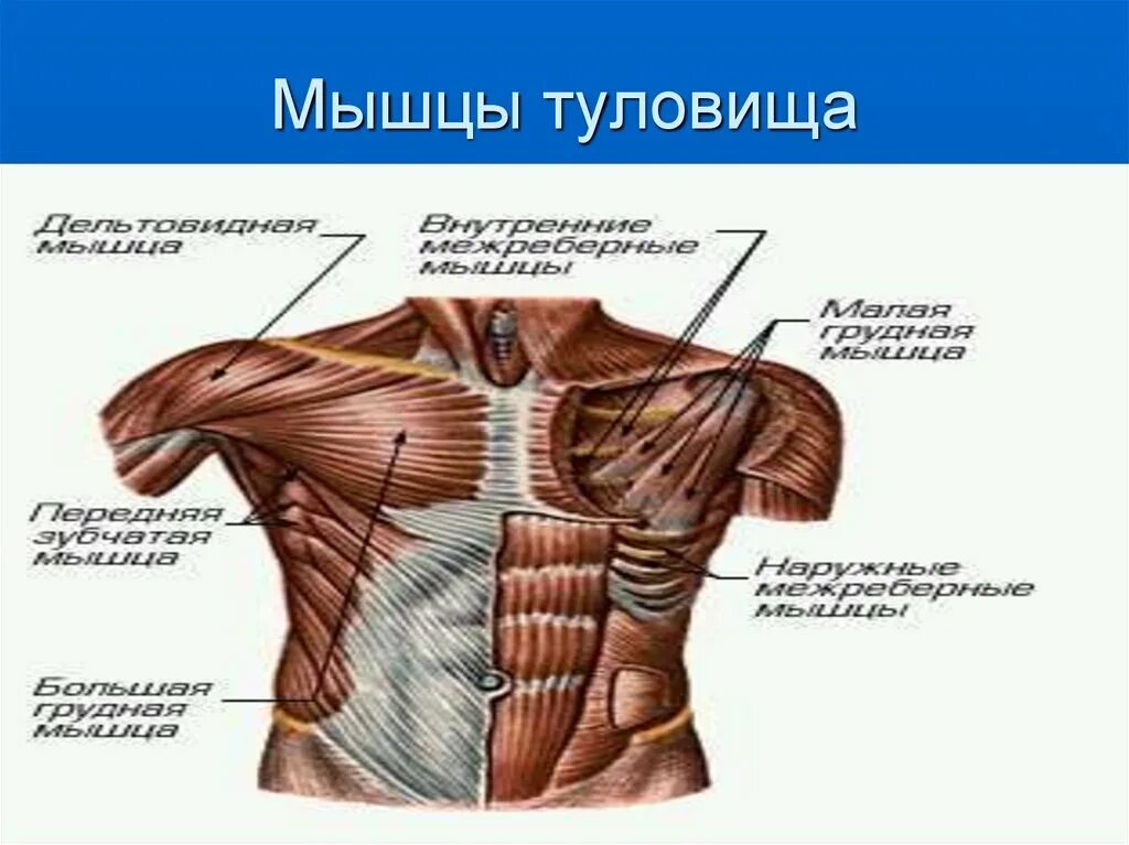 Мышцы туловища. Мышцы торса. Мышцы туловища человека. Мышцы торса анатомия. Главная мышца тела