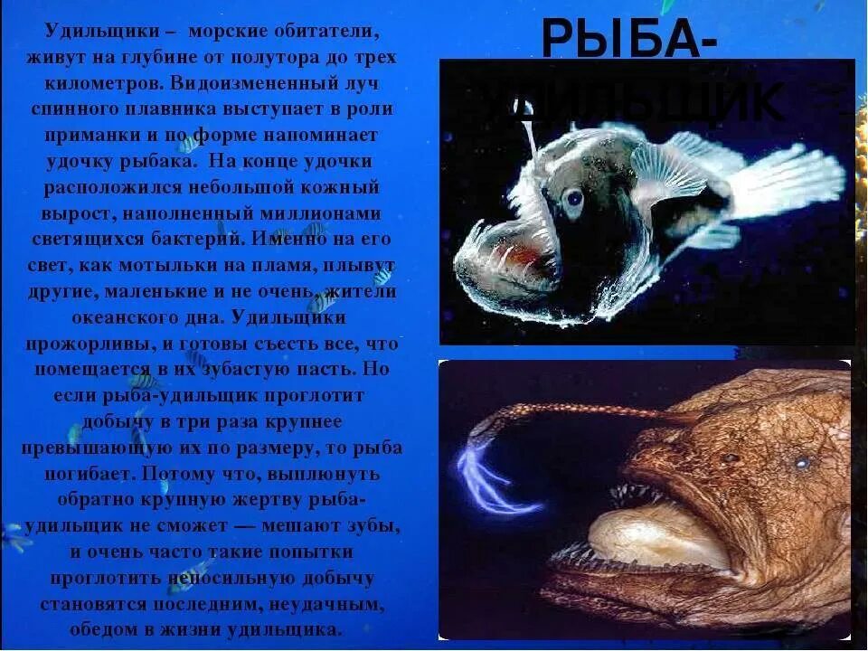 Сравните условия обитания рыб удильщика и акулы. Морской черт глубоководный удильщик. европейский удильщик морской чёрт. рыба европейский удильщик. удильщик или рыба-чёрт.