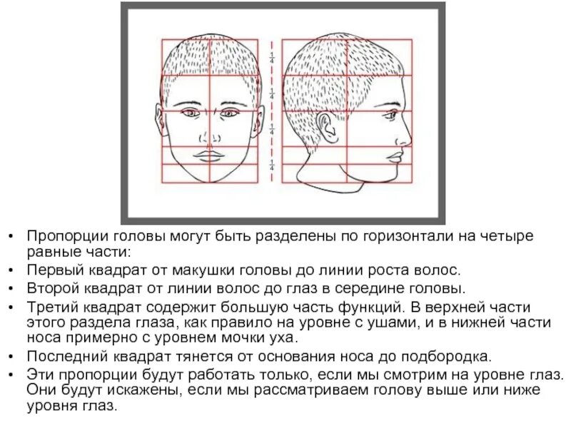 Как называли лоб. Пропорции головы. Пропорции головы человека. Пропорции лица. Пропорции лба.