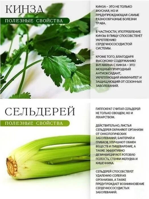 Кинза польза для организма. Кориандр лечебные св-----ва. Кинза. Чем полезна кинза для женщин для организма. Чем полезна кинза для женщин.