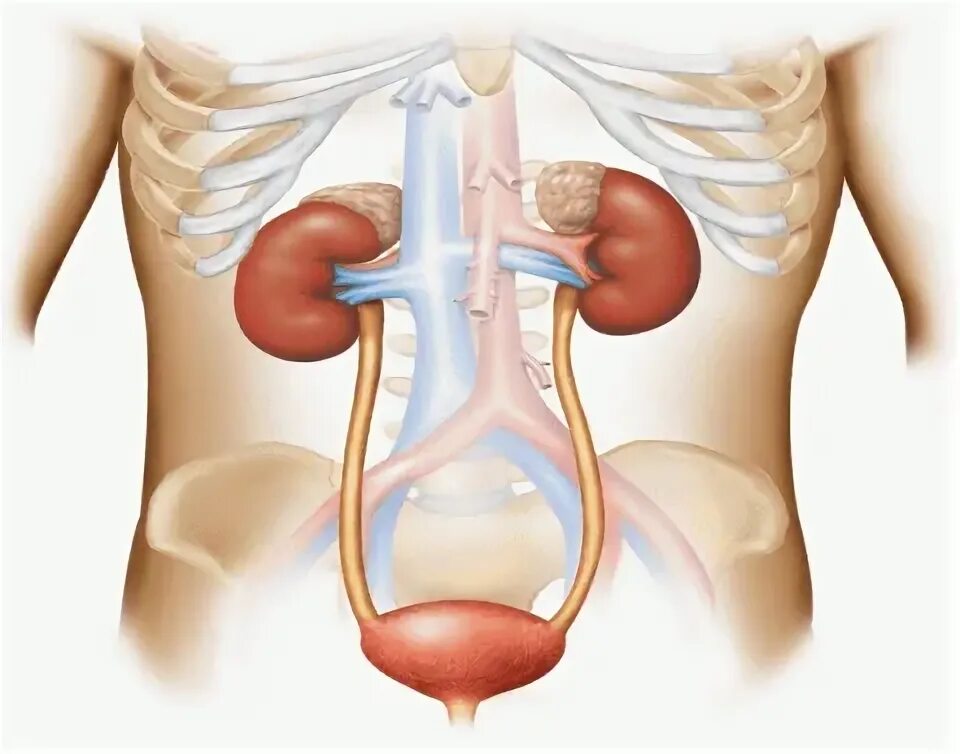 Urinary System. Макет мочеполовой системы. Animal Urinary System. Urinary System pdf. Кролог