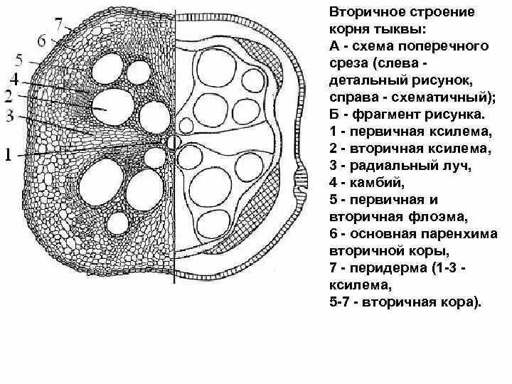 Зарисуйте срезы. Поперечный срез корня тыквы схема. Первичное строение корня тыквы. Вторичное Анатомическое строение корня (поперечный срез корня тыквы).. Вторичное строение корня поперечный срез.