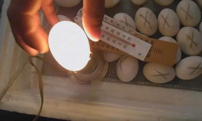 Через сколько дней проверять яйца в инкубаторе. Овоскопирование мускусной утки. Овоскопирование яиц. Овоскопирование яиц индоутки. Овоскопирование утиных яиц.