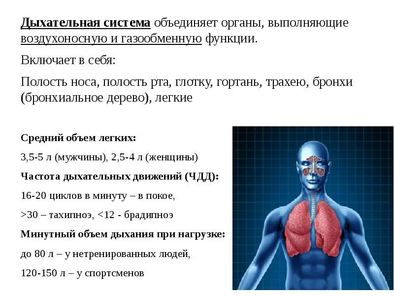 Органы выполняющие дыхательную функцию. Дыхательная система человека анатомия и физиология. Система дыхания физиология. Дыхательная система лекция. Функция дыхания физиология человека.