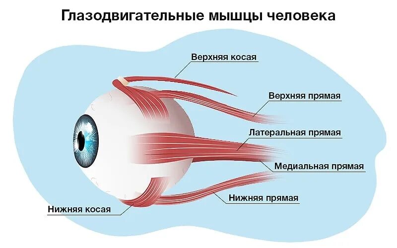 Вид мышечной ткани сужающий зрачок. Анатомия глазодвигательных мышц глаза. Мышцы глазного яблока схема. Глазодвигательные мышцы глаза строение. Глазодвигательные мышцы анатомия строение.