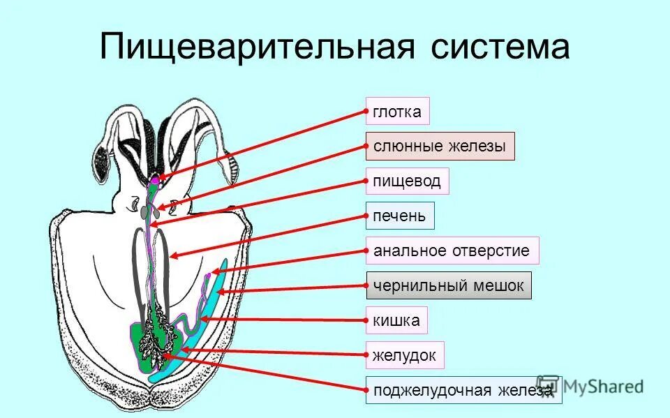 выделительная система головоногих. головоногие моллюски пищеварительная система. пищеварительная система головоногих осьминога. головоногие пищеварительная. пищеварительная система головоногих.