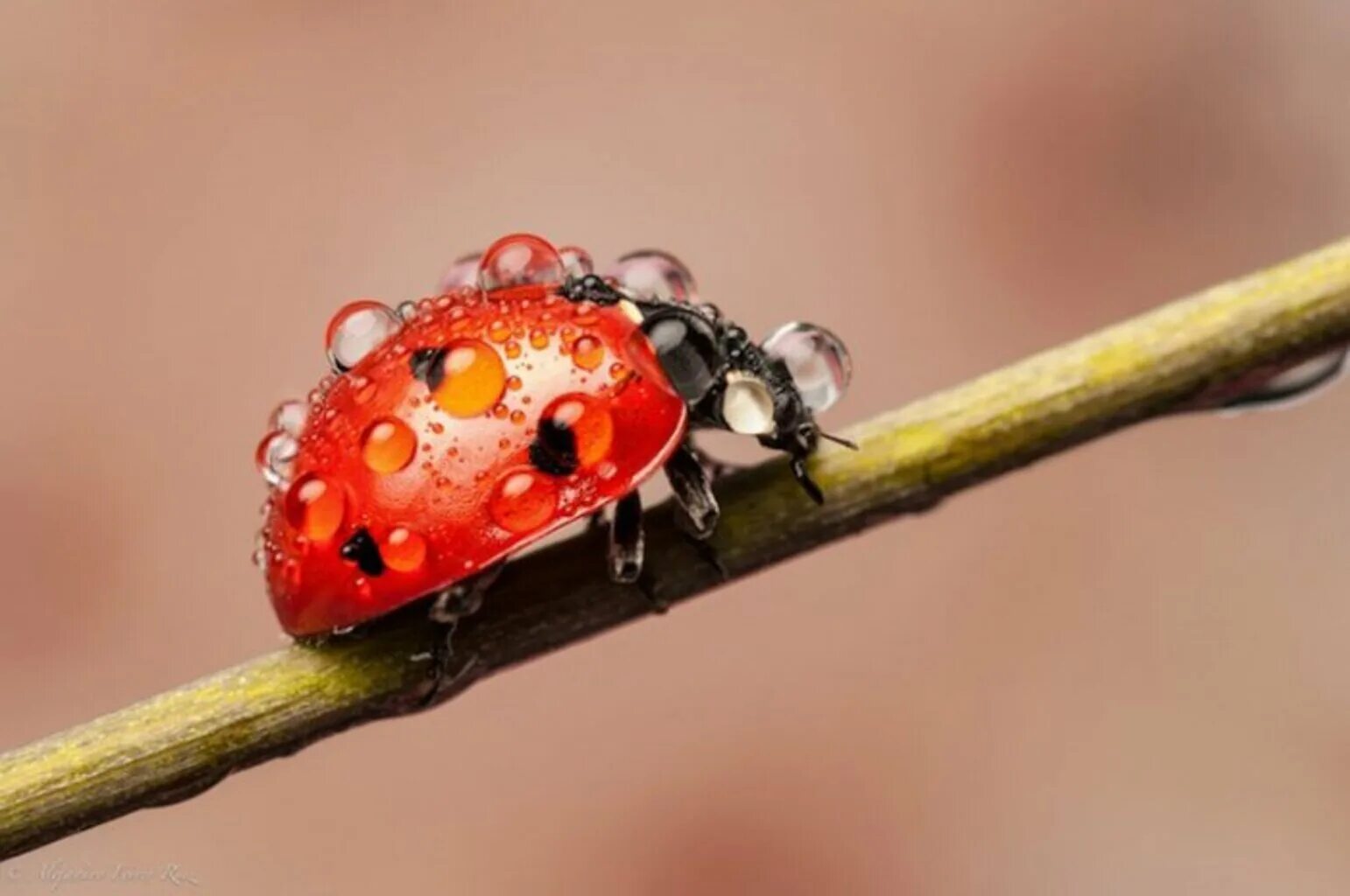 Божья коровка биология. Ladybird Божья коровка. Красивые насекомые. Розовая Божья коровка. Божья коровка Макросъемка.